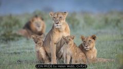 LION PRIDE by Helen Webb, Oxford