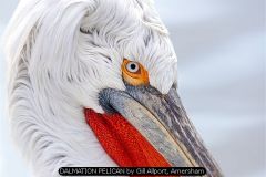 DALMATION PELICAN by Gill Allport, Amersham