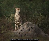 EVENING ALERT by Hilary Bailey, Amersham
