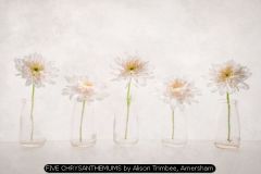 FIVE CHRYSANTHEMUMS by Alison Trimbee, Amersham