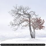 JAPANESE BIRCH WINTER GLORY by Steve Hunter, Amersham