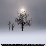 JAPANESE PINES SETTING SUN by Steve Hunter, Amersham