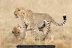 PLAY FIGHTING by Maggie James, Amersham