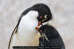 ROCK HOPPER PENGUINS by Maggie James, Amersham