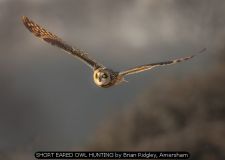 SHORT EARED OWL HUNTING by Brian Ridgley, Amersham