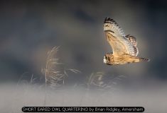 SHORT EARED OWL QUARTERING by Brian Ridgley, Amersham
