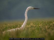EGRET AMONGST THE GRASSES by Les Gordon, Oxford