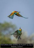 EUROPEAN BEE-EATERS IN FLIGHT by Dave Belcher, Oxford