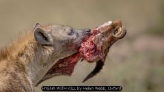 HYENA WITH KILL by Helen Webb, Oxford