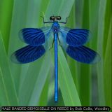 MALE BANDED DEMOISELLE ON REEDS by Bob Collis, Woodley