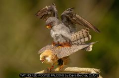 MATING RED-FOOTED FALCONS by Dave Belcher, Oxford