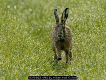 MORNING HARE by William Hall, Oxford