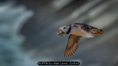 PUFFIN by Alan Lewis, Oxford