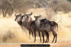 WATERBUCK by Alan Lewis, Oxford