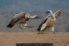ATTACK & DEFEND by Teresa Hehir, Wycombe