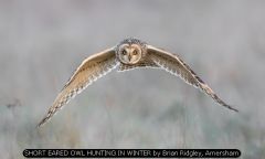 SHORT EARED OWL HUNTING IN WINTER by Brian Ridgley, Amersham
