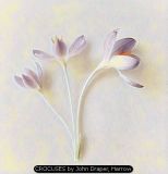 CROCUSES by John Draper, Harrow