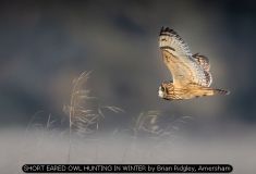 SHORT EARED OWL HUNTING IN WINTER by Brian Ridgley, Amersham