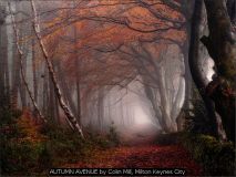 AUTUMN AVENUE by Colin Mill, Milton Keynes City