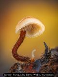 Earpick Fungus by Barry Webb, Wycombe