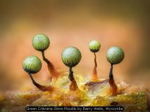 Green Cribraria Slime Moulds by Barry Webb, Wycombe