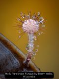 Holly Parachute Fungus by Barry Webb, Wycombe