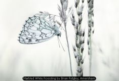 Marbled White Roosting by Brian Ridgley, Amersham