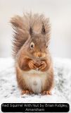 Red Squirrel With Nut by Brian Ridgley, Amersham