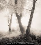 Trio Of Trees by David Harris, Wycombe