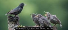 Demanding Youngsters by Terri Adcock, Watford