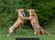 Fox Sumo by Martin Patten, Watford