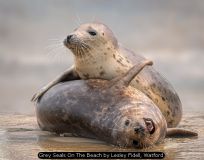 Grey Seals On The Beach by Lesley Fidell, Watford