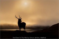 Red Deer In The Mist by Simon Jenkins, Watford