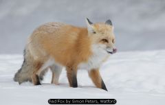 Red Fox by Simon Peters, Watford