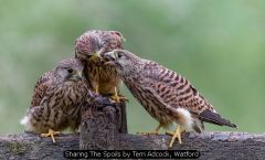 Sharing The Spoils by Terri Adcock, Watford