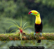 Toucan In The Rain by Martin Patten, Watford