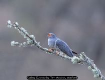 Calling Cuckoo by Terri Adcock, Watford