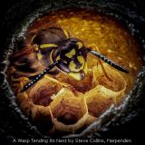 A Wasp Tending Its Nest by Steve Collins, Harpenden