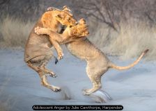 Adolescent Anger by Julie Cawthorpe, Harpenden