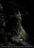 Forest Light by Jacqui Sinnatt, Ealing&HH