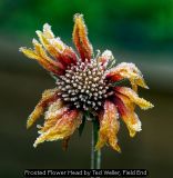 Frosted Flower Head by Ted Weller, Field End