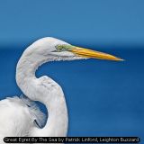 Great Egret By The Sea by Patrick Linford, Leighton Buzzard