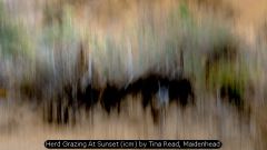 Herd Grazing At Sunset (icm) by Tina Read, Maidenhead