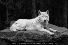 Leader Of The Pack by Caroline Picking, Milton Keynes City