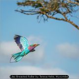 Lilac Breasted Roller by Teresa Hehir, Wycombe