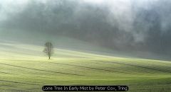 Lone Tree In Early Mist by Peter Cox, Tring