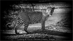 Looking At You by Christine D'Netto, Imagez