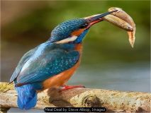 Meal Deal by Steve Allsop, Imagez