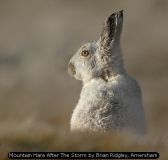 Mountain Hare After The Storm by Brian Ridgley, Amersham