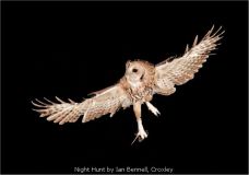 Night Hunt by Ian Bennell, Croxley